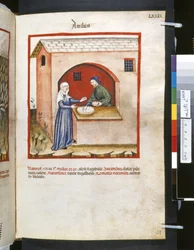 Theatrum sanitatis de Ububchasym de Baldach: "Amilum", primeira década do século XIV (miniatura)