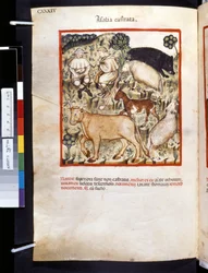 Theatrum sanitatis de Ububchasym de Baldach: "Animalia Castrata", primeira década do século XIV (miniatura)