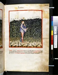 Theatrum sanitatis de Ububchasym de Baldach: "Anisum", primeira década do século XIV (miniatura)