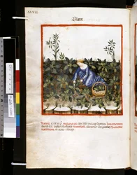 Theatrum sanitatis de Ububchasym de Baldach: "Blete", primeira década do século XIV (miniatura)