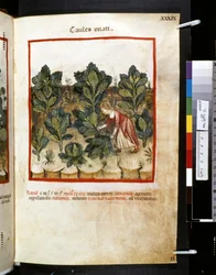 Theatrum sanitatis de Ububchasym de Baldach: "Caules Onati", primeira década do século XIV (miniatura)