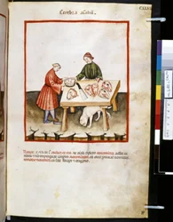 Theatrum sanitatis de Ububchasym de Baldach: Cerebra Animalium", primeira década do século XIV (miniatura)
