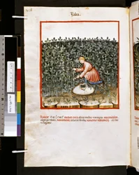 Theatrum sanitatis de Ububchasym de Baldach: "Faba", primeira década do século XIV (miniatura)
