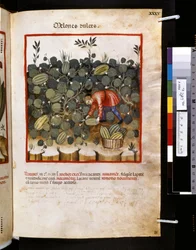 Theatrum sanitatis de Ububchasym de Baldach: "Melones Dulces", primeira década do século XIV (miniatura)