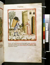 Theatrum sanitatis de Ububchasym de Baldach: "Napones", primeira década do século XIV (miniatura)