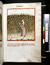 Theatrum sanitatis de Ububchasym de Baldach: "Panicum", primeira década do século XIV (miniatura)