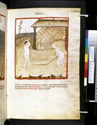 Theatrum sanitatis de Ububchasym de Baldach: "Spelta", primeira década do século XIV (miniatura)