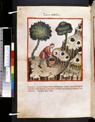 Theatrum sanitatis de Ububchasym de Baldach: "Terra Tufule", primeira década do século XIV (miniatura)