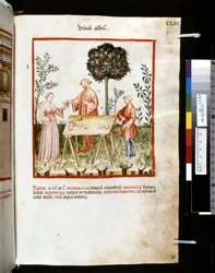 Theatrum sanitatis de Ububchasym de Baldach: "Vinum Album", primeira década do século XIV (miniatura)