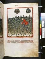 Theatrum sanitatis de Ububchasym de Baldach: "Viole", primeira década do século XIV (miniatura)
