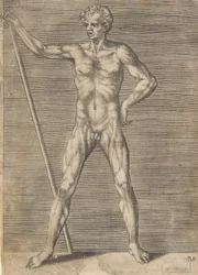 Homem esfolado visto de frente, segurando um pau, ca. 1531-76.