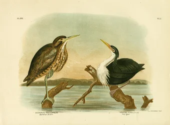 Martelo Australiano, 1891