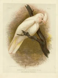 Cacatua manchada de sangue, 1891
