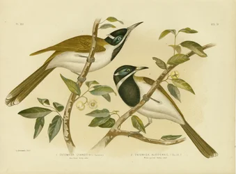 Honeyeater Azul-Enfrentado, 1891