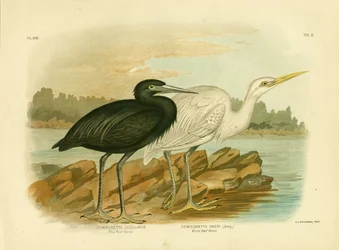 Garça do Recife Azul, 1891