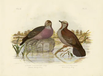 Bronzewing comum, 1891