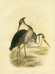 Garça-real-de-bico-grande ou garça-real Dusky-Cinzenta, 1891