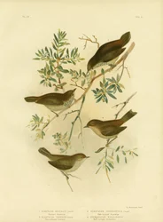 Thornbill interior ou Thornbill Broad-Tailed, 1891