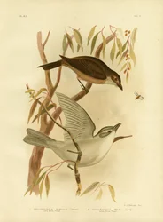 Pequeno Picanço-Thrush, 1891