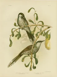 Wattlebird ou Little Wattlebird, 1891
