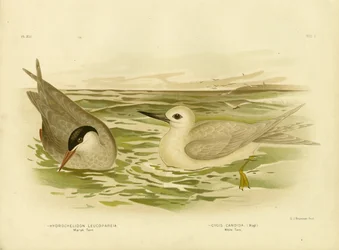 Marsh Tern, 1891