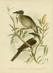Noisy Friarbird, 1891