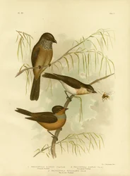 Olivaceous Thickhead ou Olive Whistler, 1891