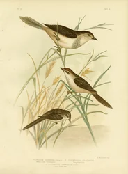 Cincloramphus Rufous-corado ou Rufous Songlark, 1891