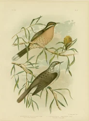 Honeyeater de Chee-espinhoso, 1891