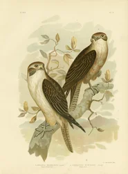 Falcão Marrom Ocidental, 1891