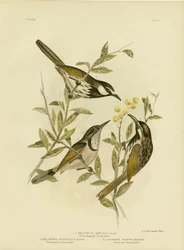 Honeyeater Branco-Cheeked, 1891