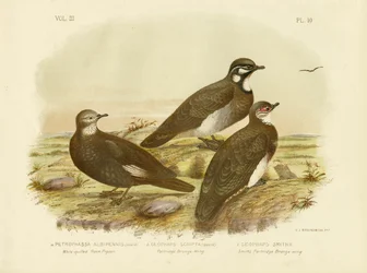 Pombo-da-rocha Branco-Quilled, 1891