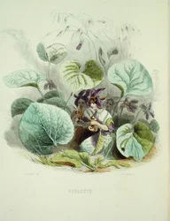 A Violeta, de 
