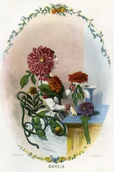 Ilustração para "Les Fleurs Animees".