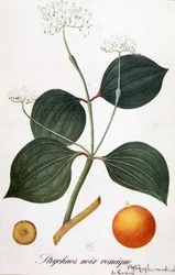 Folha, flores e frutos de strychnos (nozes vômicas ou nux vomica) - em "Flores Animadas" de Grandville, n.d. 19.