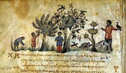 A caçar com o falcão e a capturar ninhos de pássaros. Manuscrito grego de Oppianus De Venatione do século XIII.
