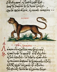 Tratado sobre o Leão, teste e miniatura de De animalium natura et proprietate libellus, de Aelianus (século II-3 d.C.)
