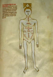 Anatomia e placas cirúrgicas: localização de órgãos masculinos. Em "Liber notabilium Philippi septimi francorum regis, a libris Galieni extratus" de Gui de Pavia cerca de 1345. Chantilly, Musee Conde