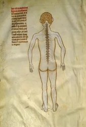 Anatomia e tábuas cirúrgicas: medula espinal (nas vértebras da coluna vertebral). Em "Liber notabilium Philippi septimi francorum regis, a libris Galieni extratus" de Gui de Pavia cerca de 1345. Chantilly, Musee Conde