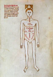 Cirurgia: representação do corpo humano. Miniatura em "Liber notabilium Philippi septimi francorum regis, a libris Galieni extractus" escrito por Gui (Guy) de Pavia