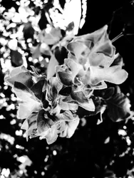 Flor nº 13, 2025 (foto)