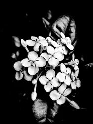 Flor nº 26, 2025 (foto)