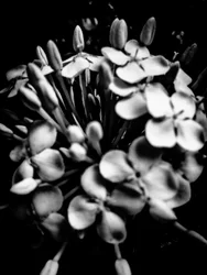 Flor nº 28, 2025 (foto)