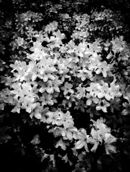 Flor nº 2, 2025 (foto)