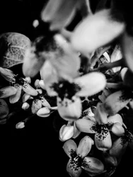Flor nº 34, 2025 (foto)