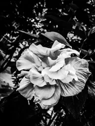 Flor nº 39, 2025 (foto)