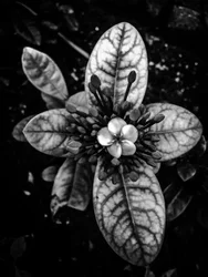 Flor nº 45 (foto)