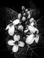 Flor nº 48 (foto)
