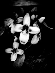 Flor nº 51 (foto)