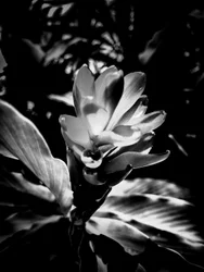 Flor nº 53 (foto)